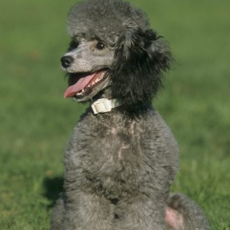 Miniature Poodle, male, FCI, Standard No. 172