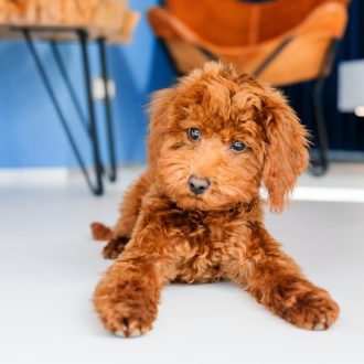 A brown toy poodle dog laying on the floor